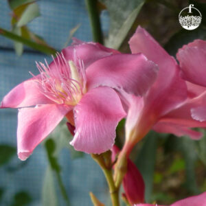 Arali Flower (Pink)