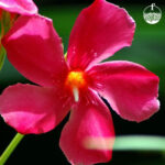 Arali Flower (Red)