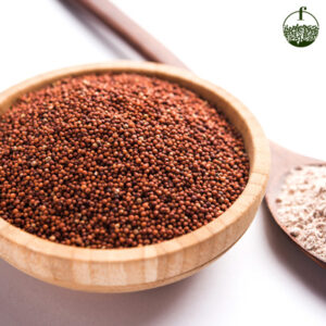 Finger Millet (Ragi)