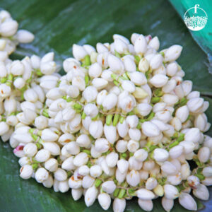 Madurai Malli (JASMINE FLOWER)