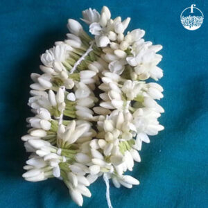 Madurai Mullai (ARABIAN JASMINE)