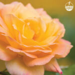 Rose small (Orange)