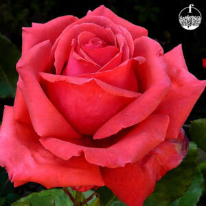 Rose small (Red)