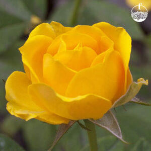 Rose small (Yellow)