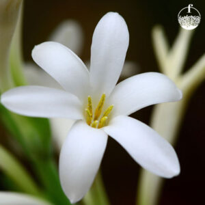 Sampangi Flower (Lilly)